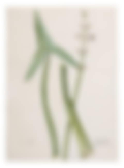 SAGITTARIA SAGITTIFOLIA (SAGITTAIRE EN&nbsp;FLÈCHE) (preview)