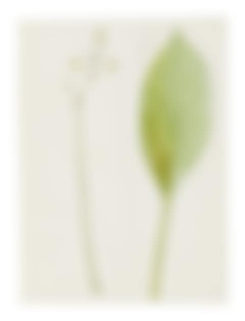 SAGITTARIA OVATA (SAGITTAIRE&nbsp;À FEUILLES OVALES) (preview)