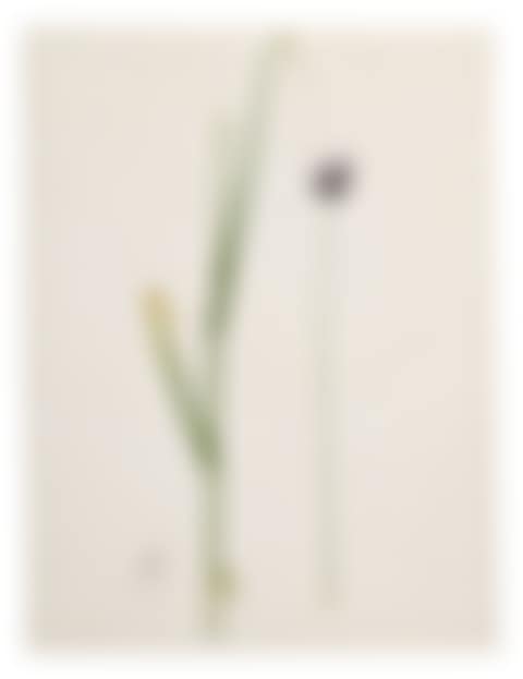 ALLIUM ARENARIUM (AIL DES SABLES) (preview)