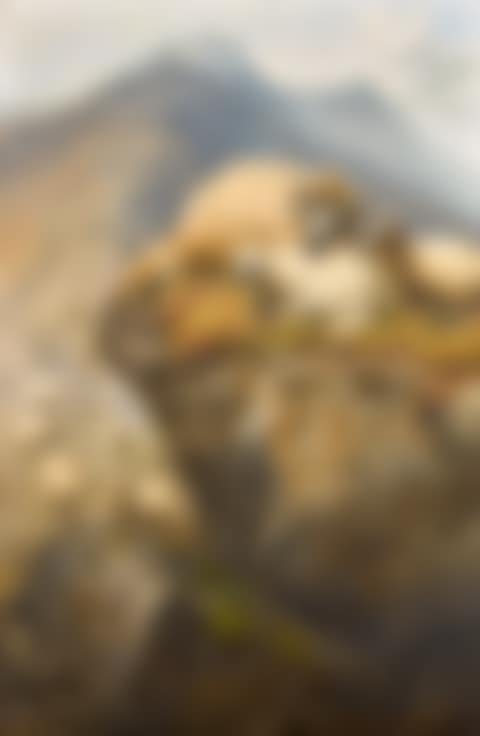 SHEEP IN THE ISLE OF SKYE (preview)