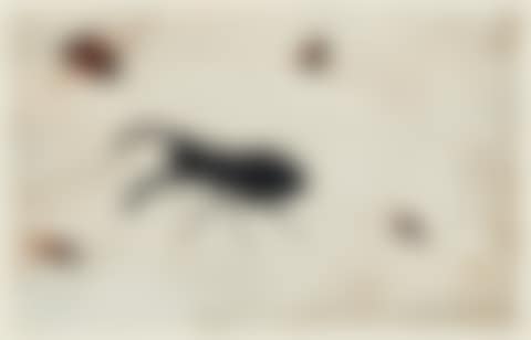 A PAIR OF STUDIES OF A BEETLE AND OTHER INSECTS (preview)