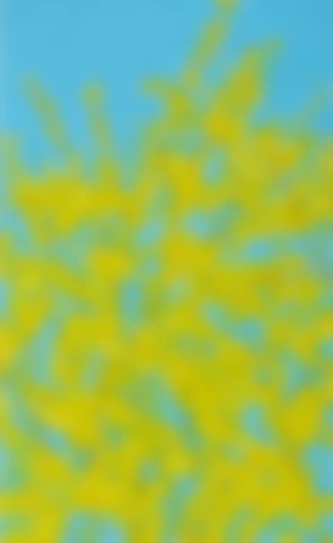 FORSYTHIA  (preview)