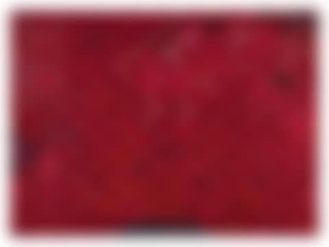 ROSE (preview)