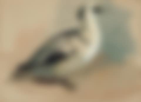 Study of a smew; and two studies of mallards (preview)