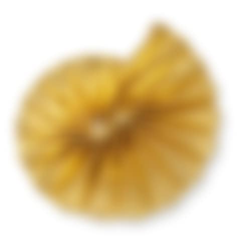Argonauta (preview)