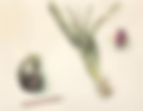 A still life of vegetables (preview)