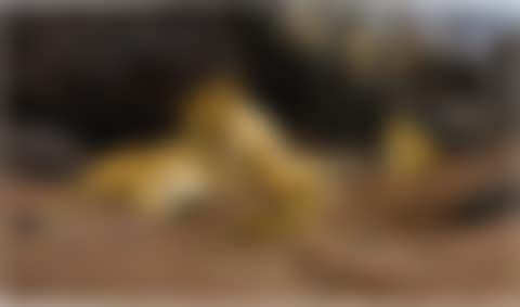 A LIONESS AND HER CUBS (preview)