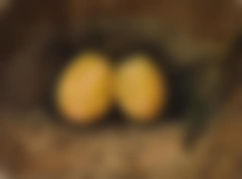 Swan-egg Plums (preview)