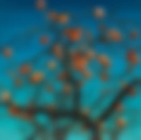 Persimmons (preview)