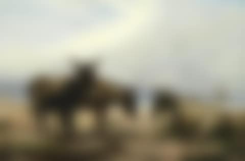Three donkeys on a beach (preview)