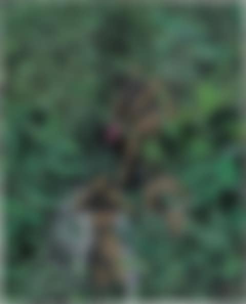 Trois baigneuses dans la forêt  (preview)
