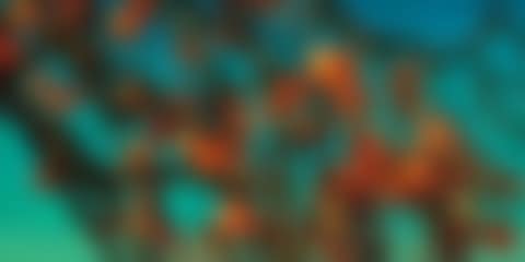 Persimmons (preview)
