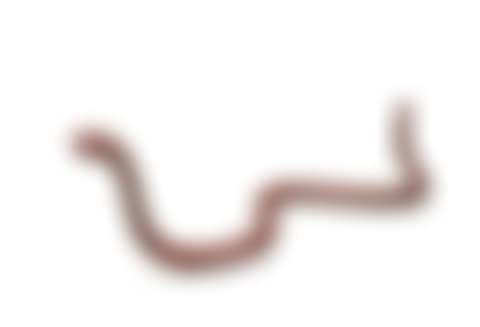 Snake (preview)