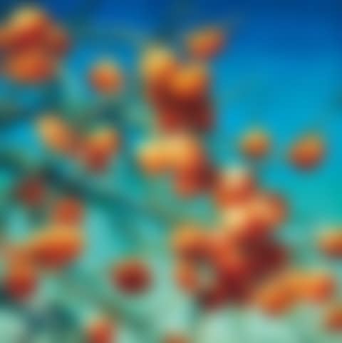 Persimmons (preview)