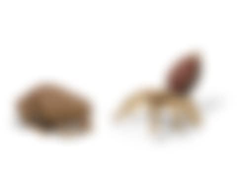 Tarantula & Bullet Frog (two works) (preview)