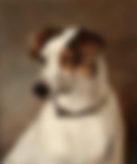 Portrait of a Jack Russell (preview)