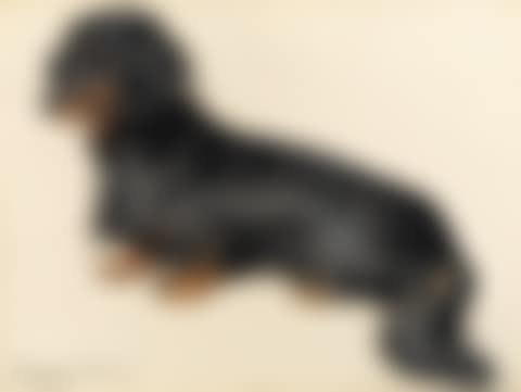 Portrait of a dachshund (preview)