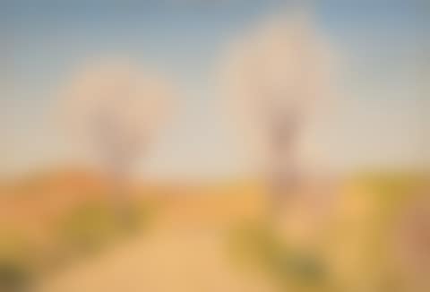 Route aux amandiers en fleurs (preview)