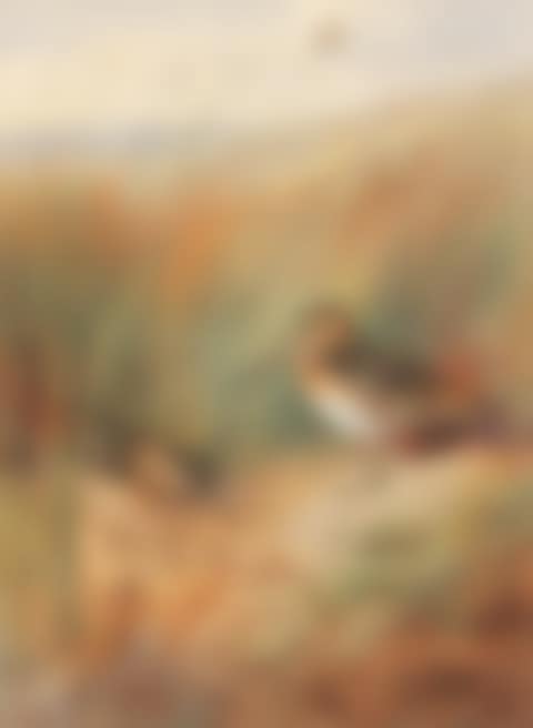 Common Snipe nesting (preview)