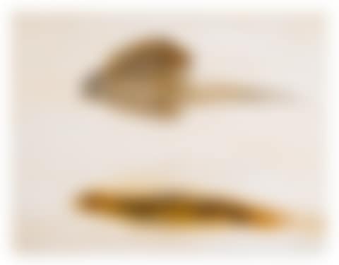 Bird Creating Its Own Shadow, 1995 (preview)
