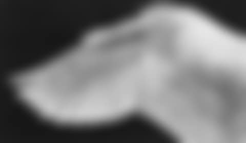 Study of Wing (Flipped) (preview)