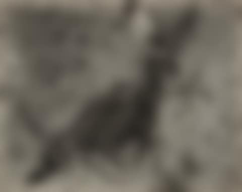'Negative #30 "Jack Rabbit"' (preview)