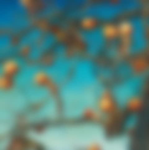 Persimmons (preview)