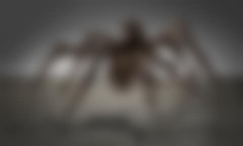 Spider V (preview)
