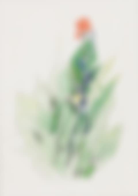 Red Canna Among Green Leaves (preview)