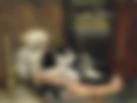 A mother with her playful kittens watched over by a terrier (preview)