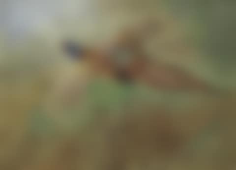Pheasant in flight (preview)