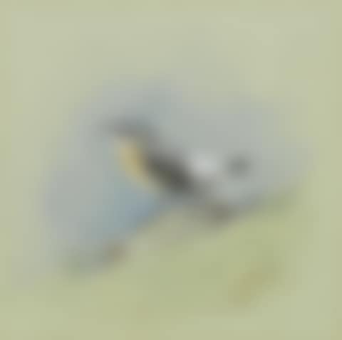 A male Wheatear (preview)