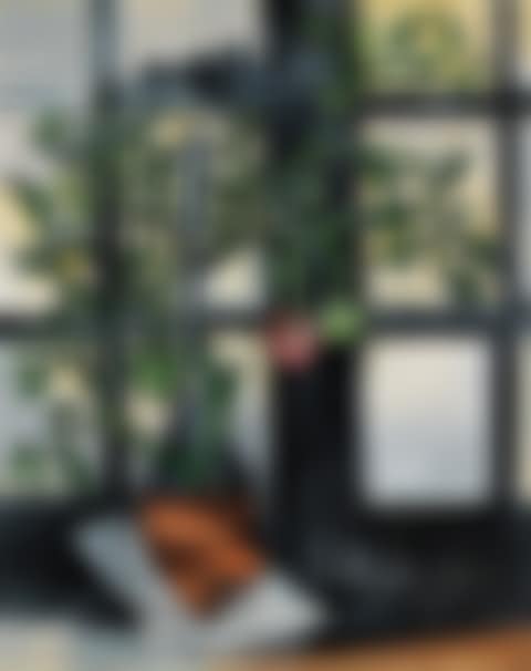 PLANT DE TOMATES (preview)