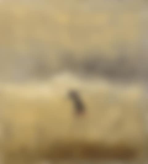 …am Meer (preview)