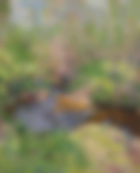 Woodland brook (preview)