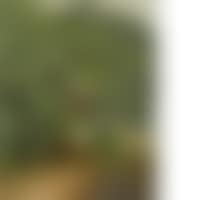 Large trees at the edge of a path (preview)