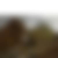 Lively farmyard (preview)