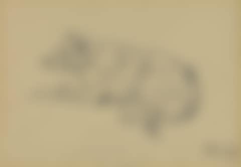 Study of Tiger the dog (preview)
