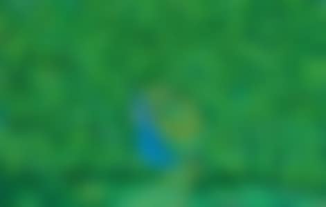 Peacock (preview)