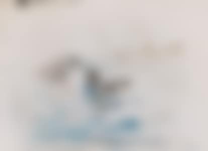 Birds (preview)