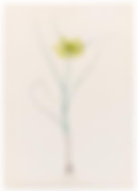 AIL JAUNE (ALLIUM FLAVUM) (preview)