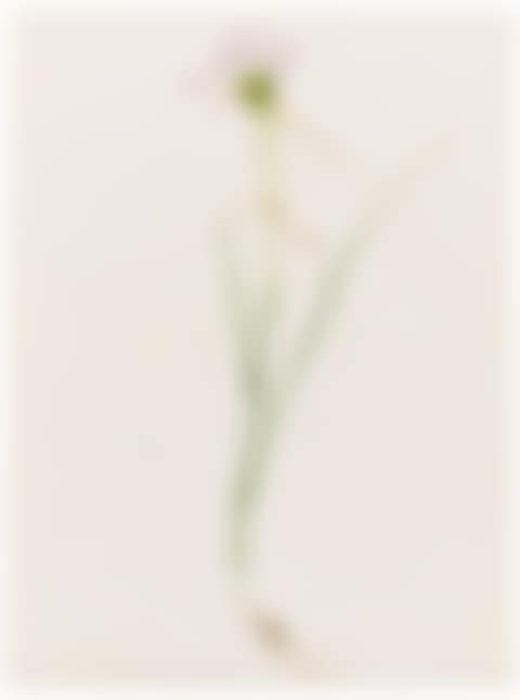 AIL EN CARÈNE (ALLIUM CARINATUM) (preview)