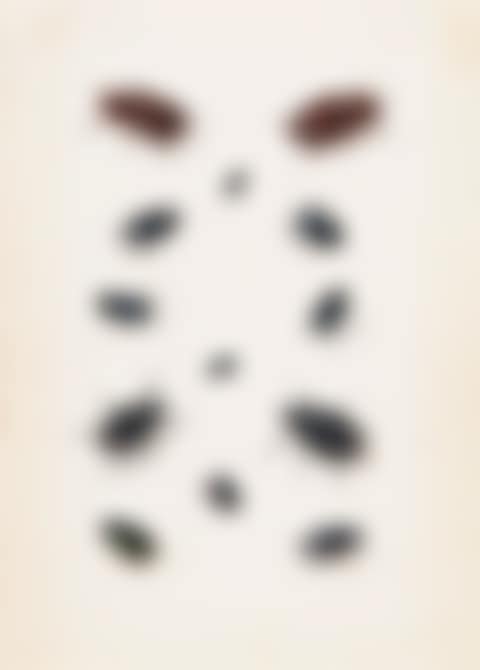 A SHEET OF THIRTEEN STUDIES OF BEETLES (preview)