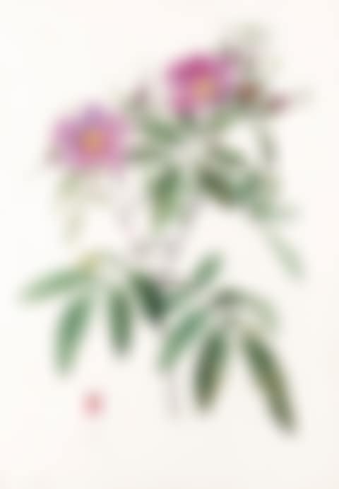 ROSA HUDSONIANA SALICIFOLIA (preview)