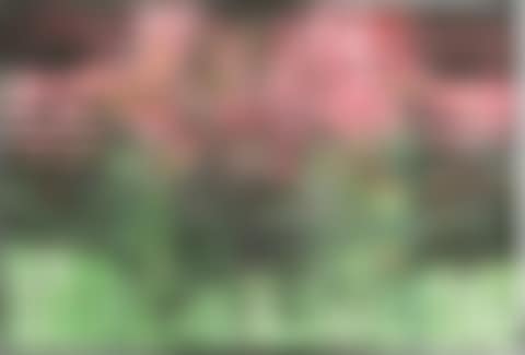 SP33 (preview)