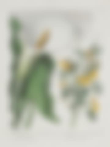 The New Flora Britannica (preview)