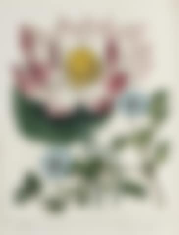 A Complete Dictionary of Practical Gardening (preview)
