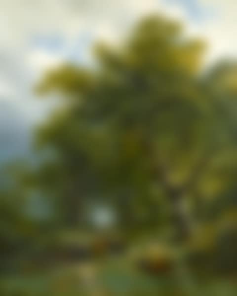 A WOODED PATH (preview)