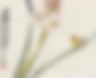 FLOWER AND BIRD (preview)