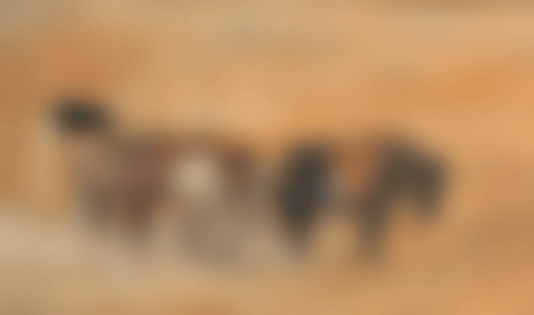 Donkeys on beach (preview)